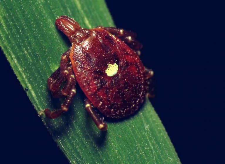 The Lone Star tick can cause allergic reactions to meat.
