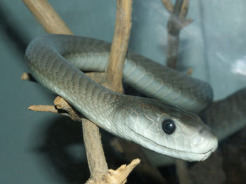 The black mamba is one of the deadliest snakes in the world, but it prefers tp flee humans rather than attack them.