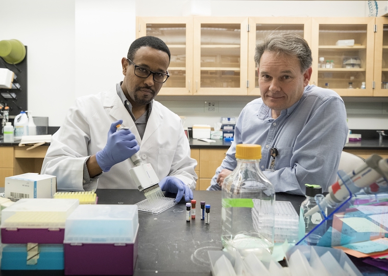 Researchers Lelisa F. Gemta (left) and Timothy Bullock have determined why killer T cells can be so helpless against cancer. Their discovery could help doctors make the immune cells much more effective against cancer.
