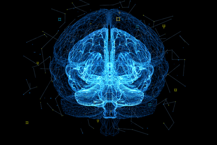This is a digital illustration of a human brain.