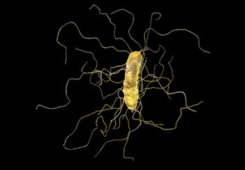 A computer illustration of C. difficile bacterium on a black background.