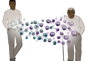 This graphic illustrates the concept of Y chromosome loss by contrasting a young man with an older one.