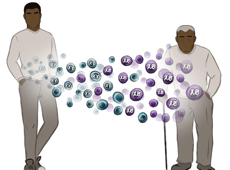 This graphic illustrates the concept of Y chromosome loss by contrasting a young man with an older one.