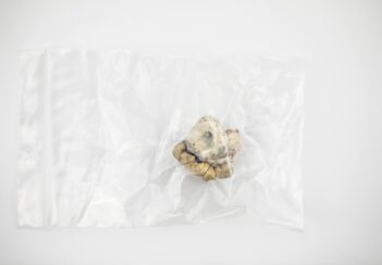 Psilocybin dried mushroom in a plastic bag